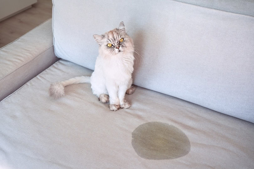 cat sitting near wet or piss spot on the couch