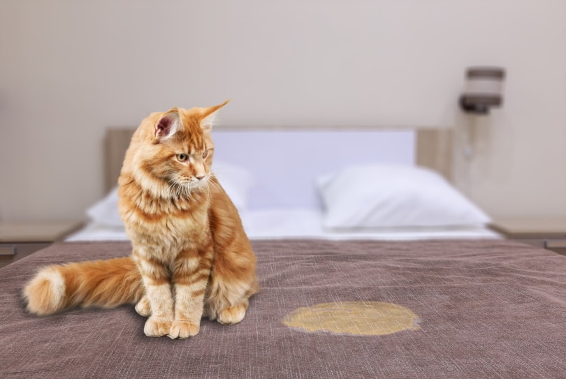 cat sitting near wet spot in the bed