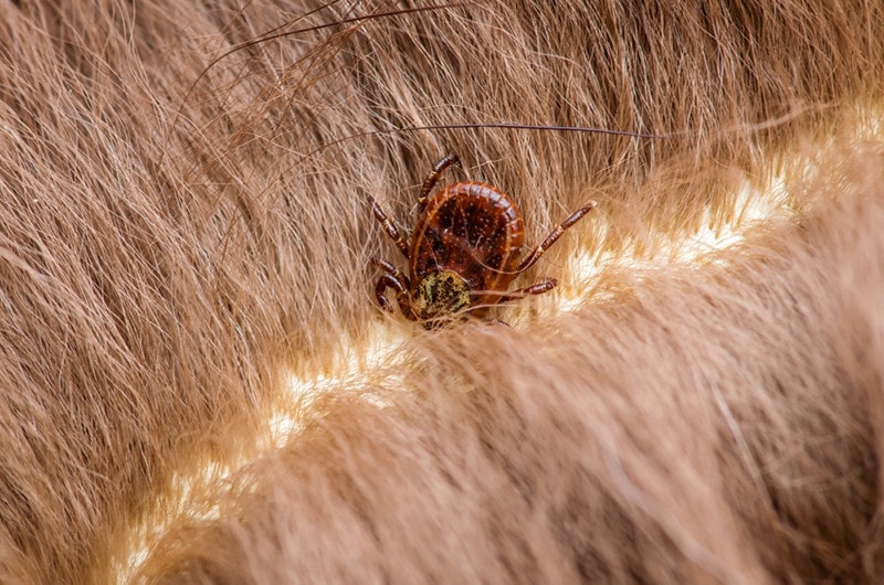 cat skin tick bug bite