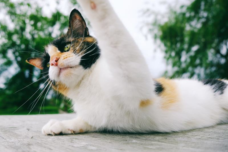 cat slap being angry and funny