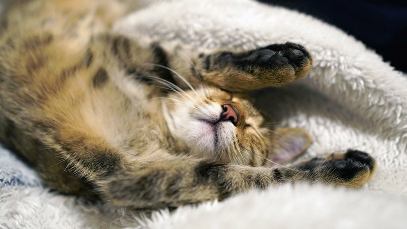 cat sleeping in a cat bed