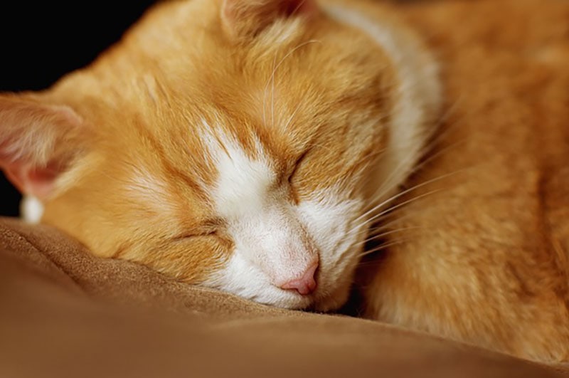 cat sleeping on a pillow