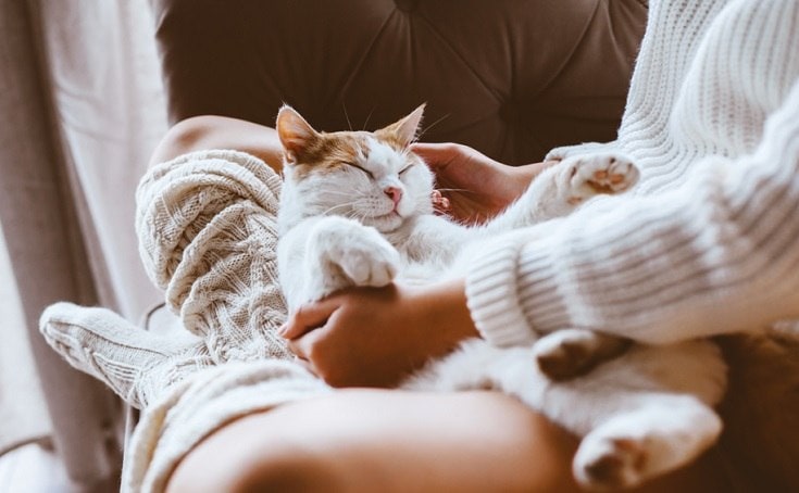 cat sleeping on human