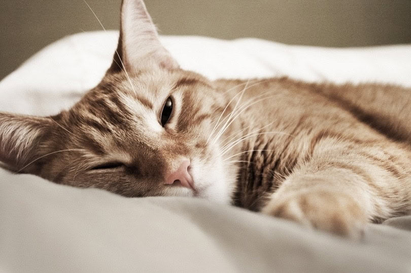 cat sleeping with one eye open
