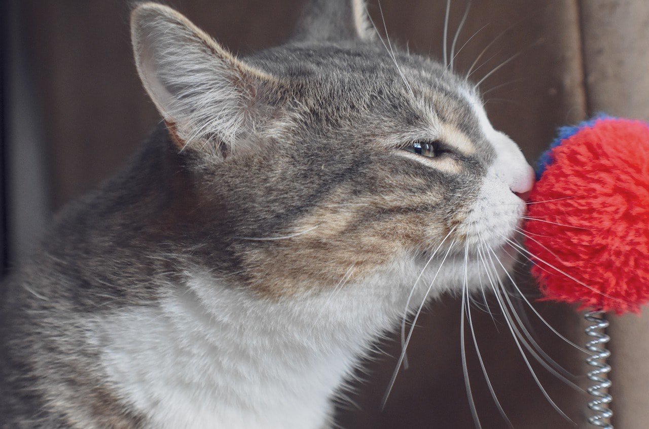 cat smelling its toy