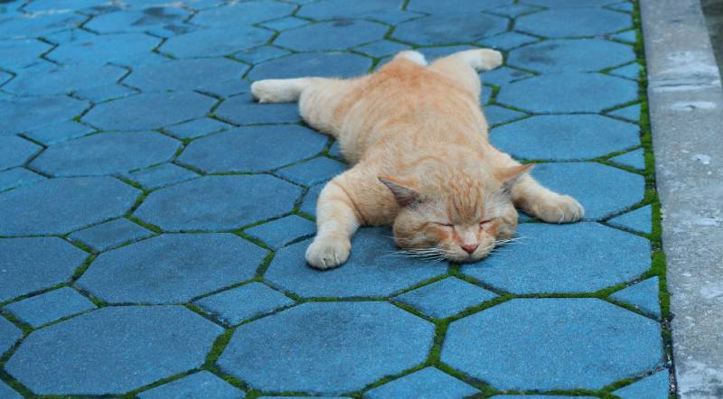cat splooting on the ground sleeping