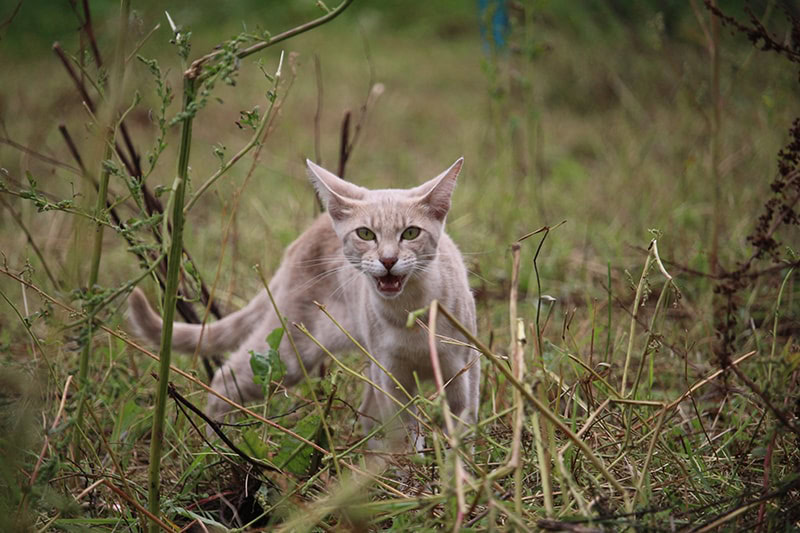 cat squeaking outdoor