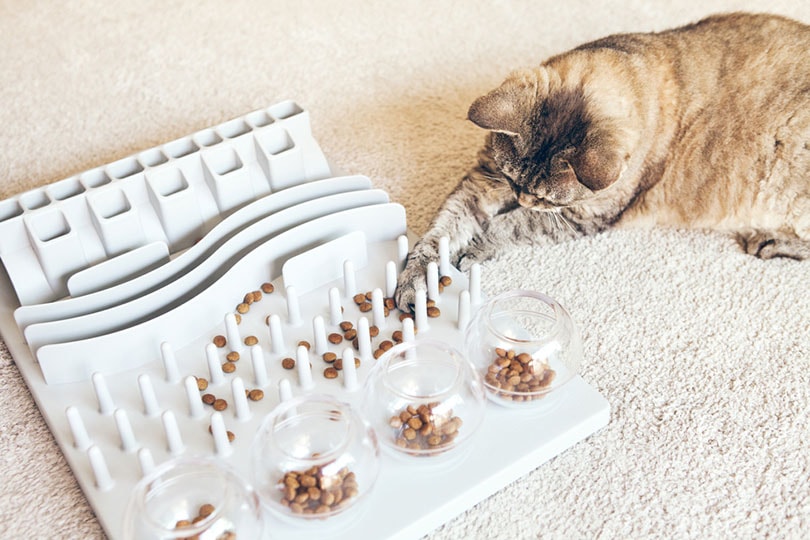 cat touching food in a slow feeder with paw
