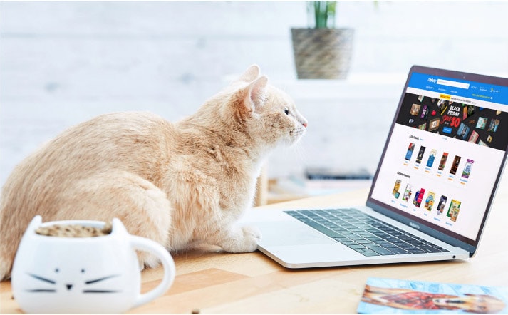 cat using laptop
