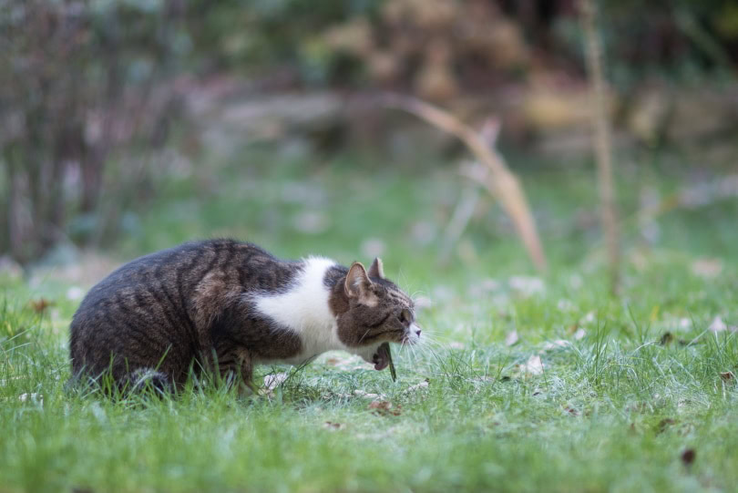 cat vomit in grass