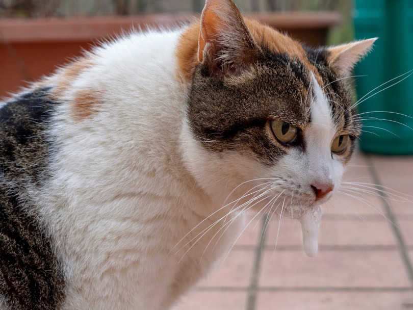cat vomiting