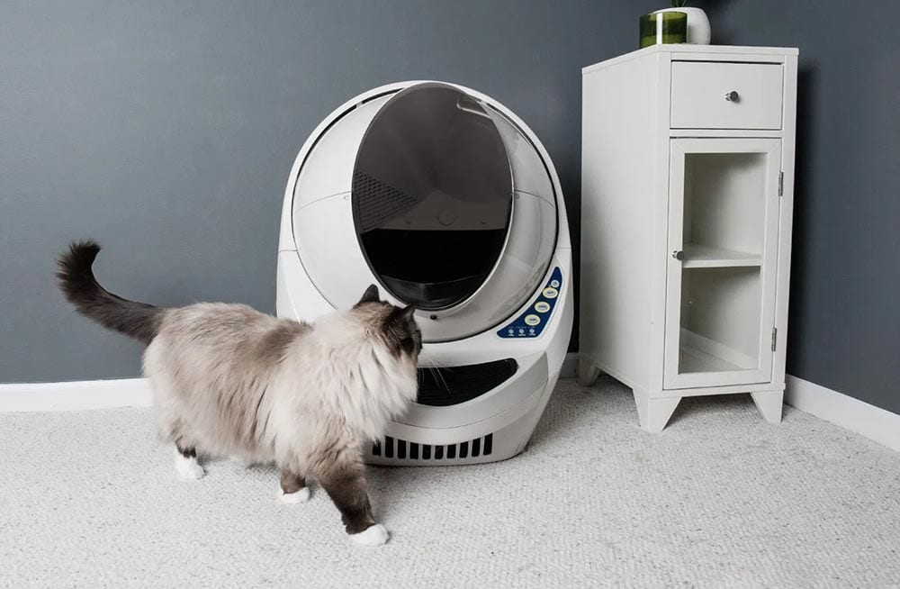 cat walking near the litter-robot 3