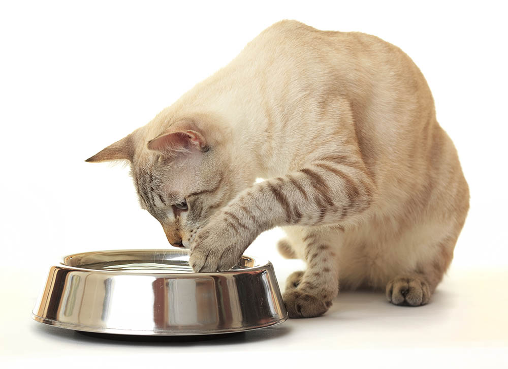 cat washes feet on bowl
