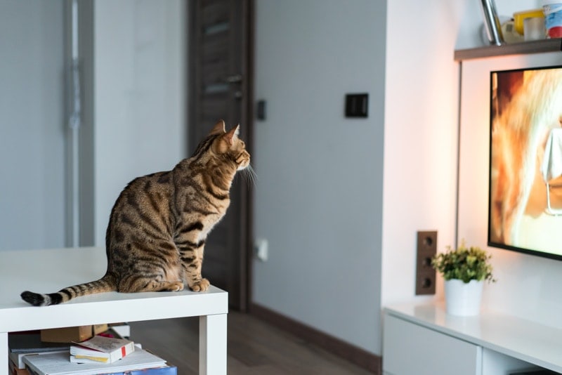 cat watching tv in the living room