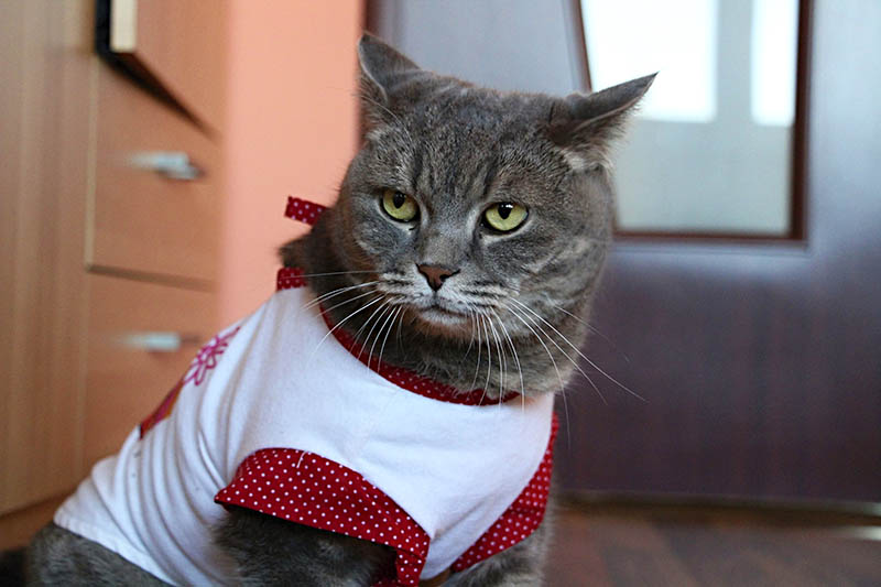 cat wearing baby clothes