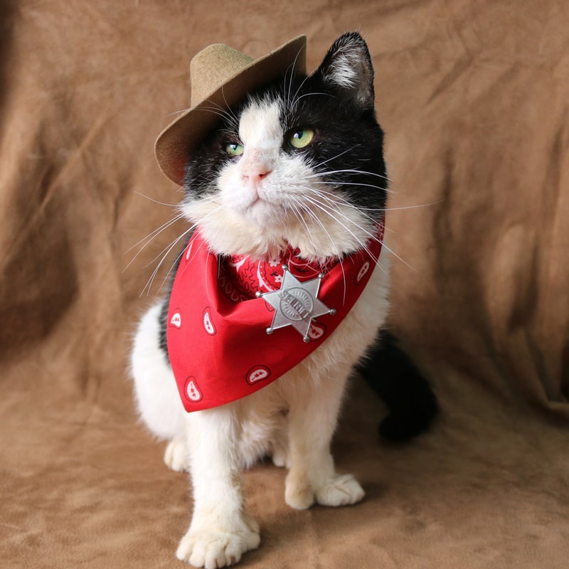 cat wearing cowboy costume