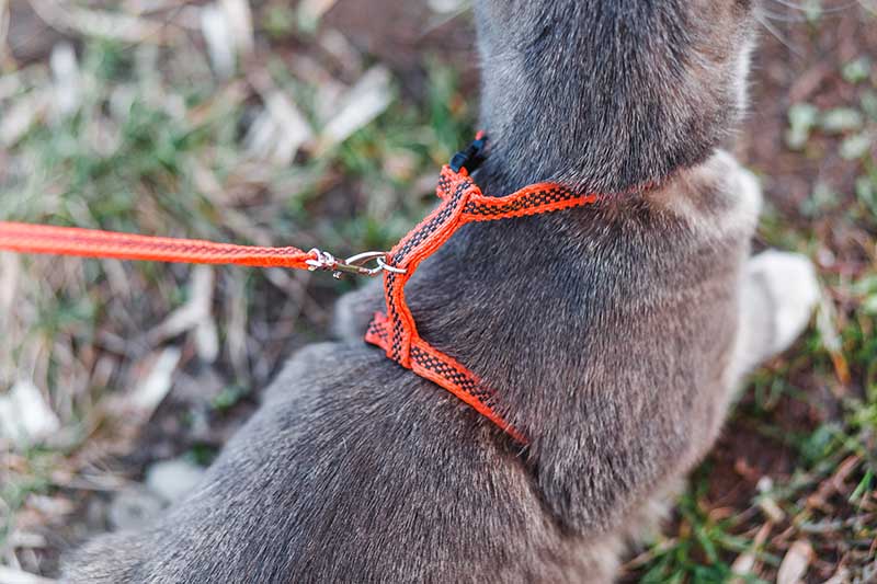 cat wearing harness while walking on grass