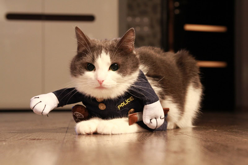 cat wearing police costume