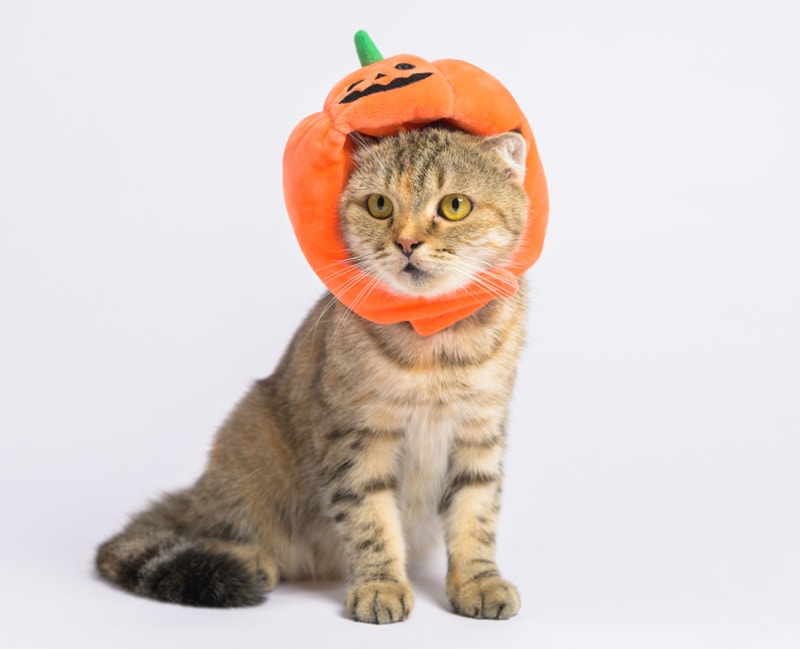cat wearing pumpkin costume