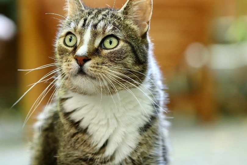 cat whiskers