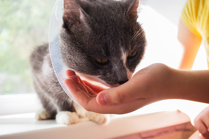 Cat with an e-collar eating