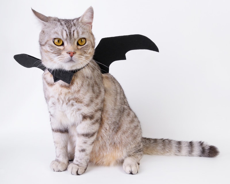 cat with bat costume