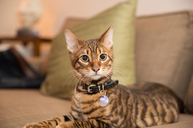 cat with collar lying on couch