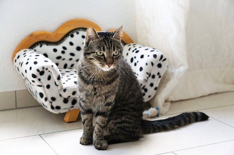 cat with couch-pixabay