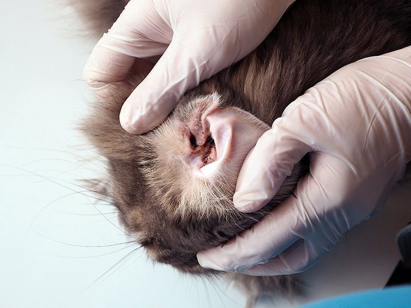 cat with ear mites