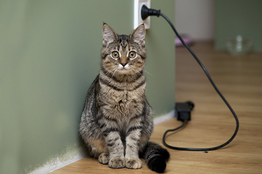 cat with electrical wire behind
