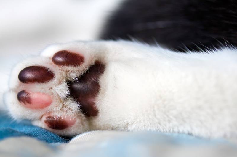 cat with footpad injury