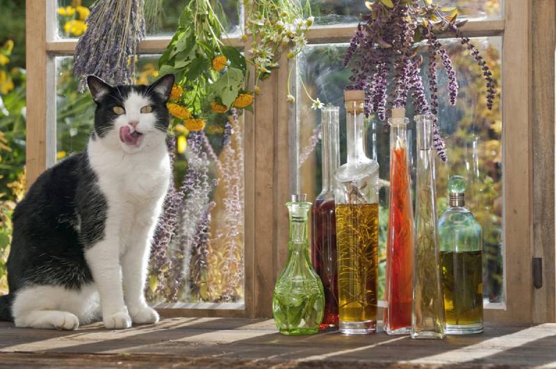 cat with holistic treatments