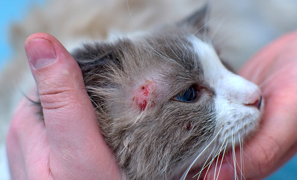 cat with hotspot in the head