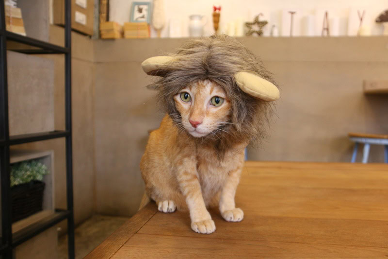 cat with lion costume