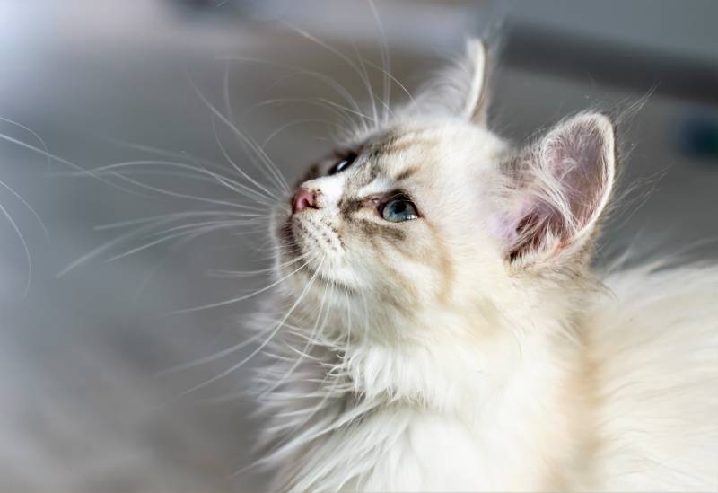 cat with long whiskers looking upwards