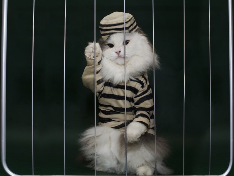 cat with prisoner costume