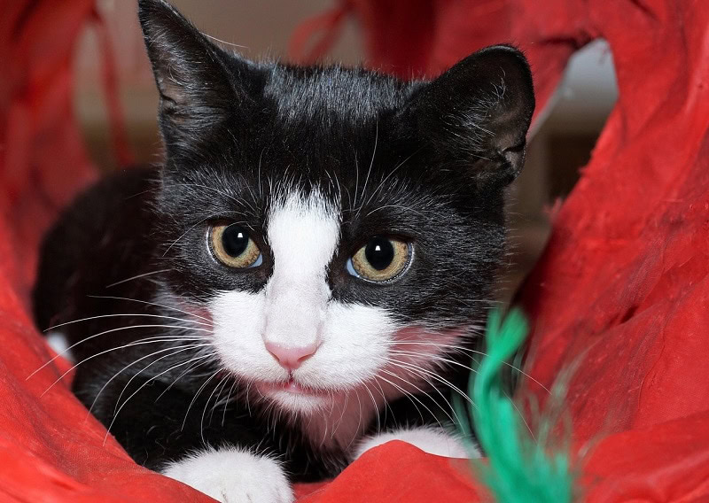 cat with red background
