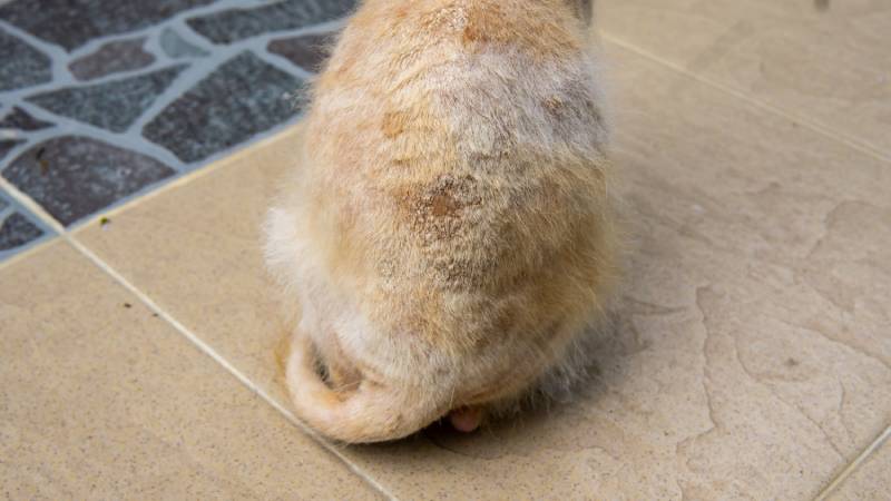cat with ringworm