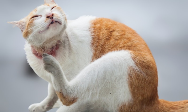 cat with skin disease