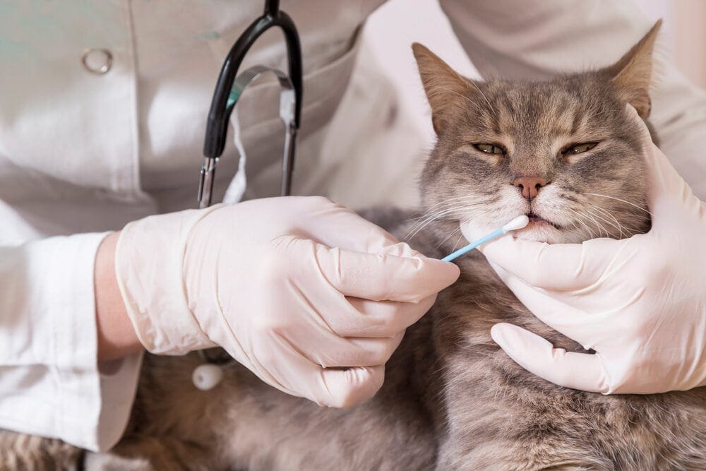 tabby cat_taking dna_test