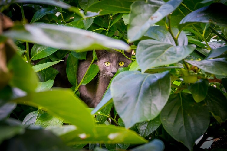 cat hiding outside