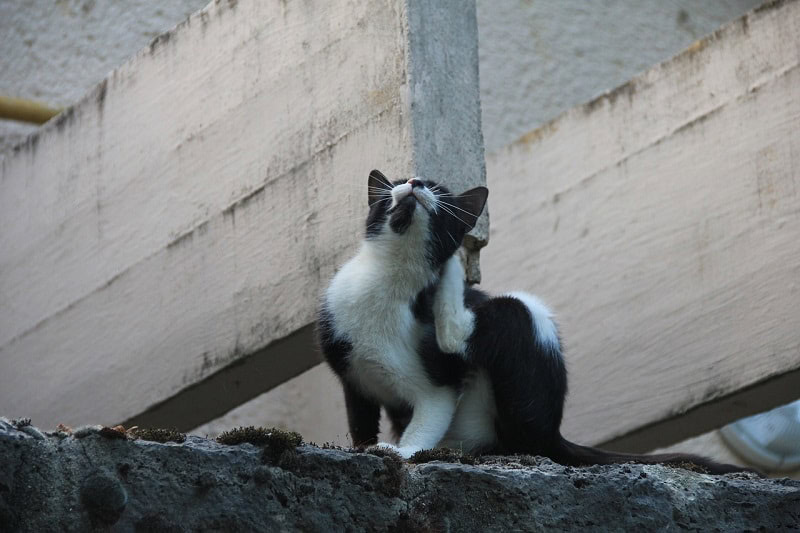 cat_scratching