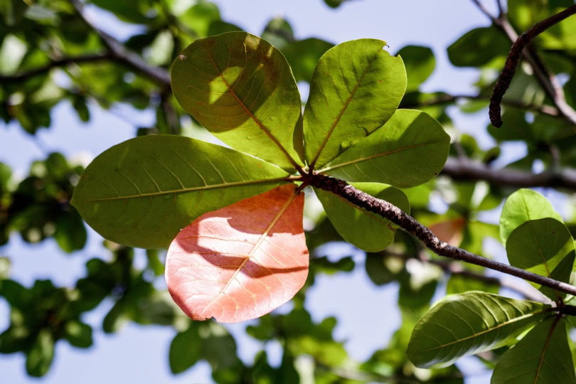 catappa leaves
