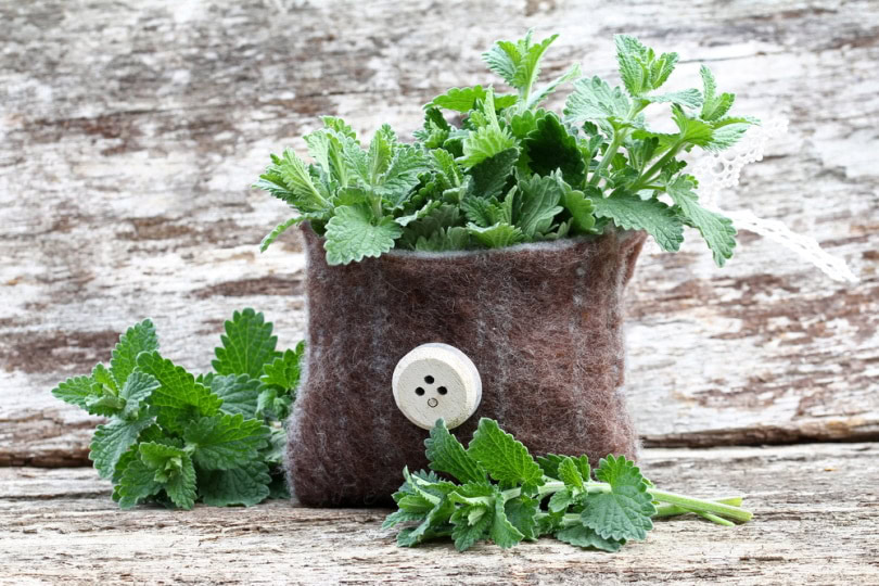 catnip in small bag