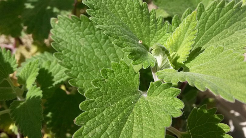 catnip plant