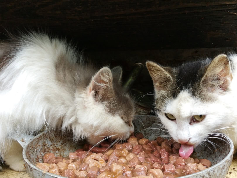 cats eating