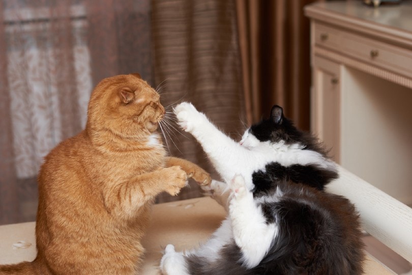 cats fighting on the bed