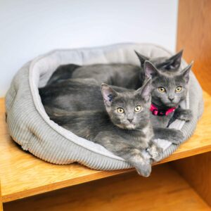 cats in Pet Craft Simple Sleeper Self Warming Cat Bed