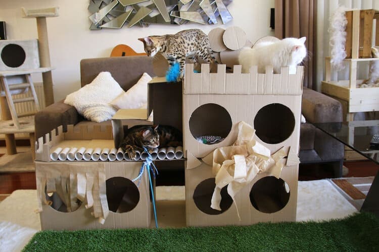 cats in cardboard playhouse
