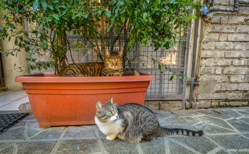 stray cats